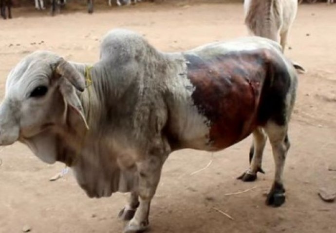 (VIDEO) Nevjerovatno: Bik je danima bio loše, a onda su veterinari iz stomaka izvukli...