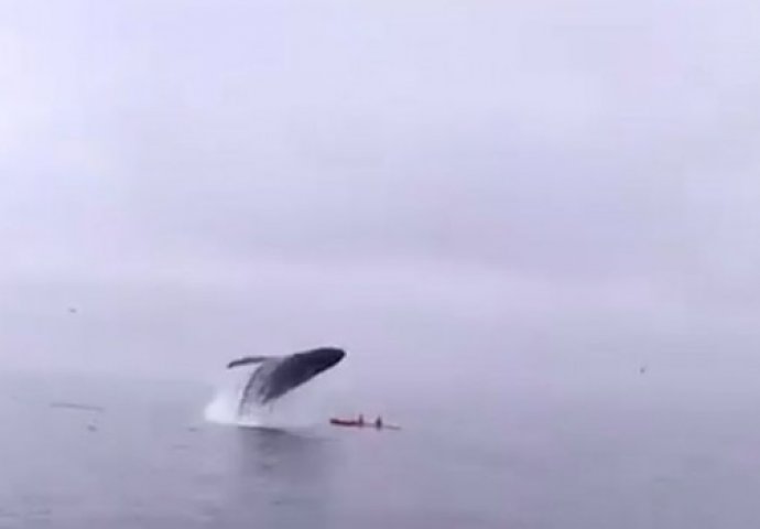 (VIDEO) Kajakaši su uživali u mirnoj vožnji, a onda je ogroman kit skočio na njih