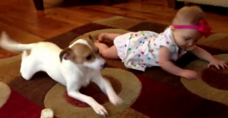 PRESLATKO: Ovaj pas uči bebu kako puzati (VIDEO) 