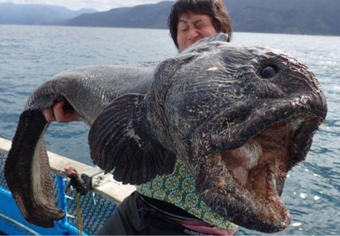 ČUDOVIŠTE IZ MORA: Zabrinuti da li je riba ogromna zbog radijacije (FOTO) 