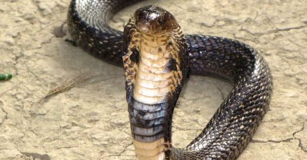 Moglo ga je koštati života: Skoro ga popljuvala najotrovnija kobra