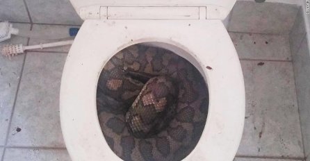 Pogledao je u WC šolju i zaledio se