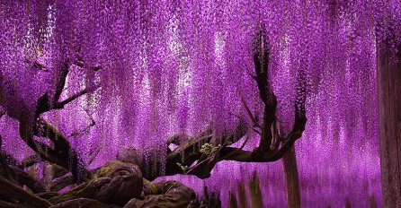 Veličanstvene fotografije najljepših stabala na svijetu: Rododendron posebno oduševljava!