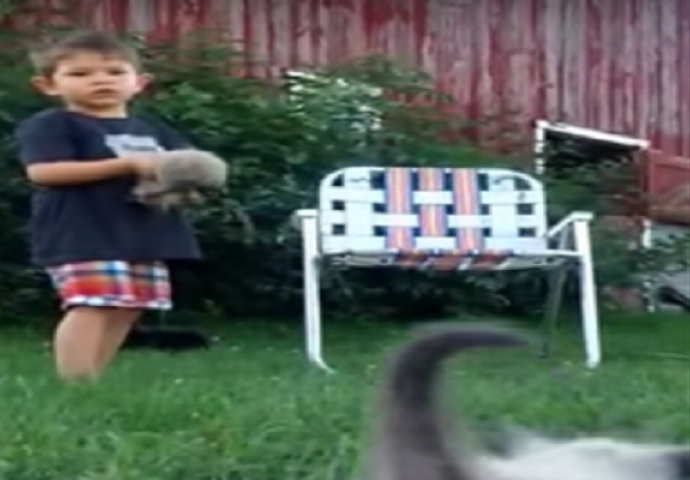 Preslatko: Dječak očajnički pokušava kontrolirati mačiće (VIDEO)