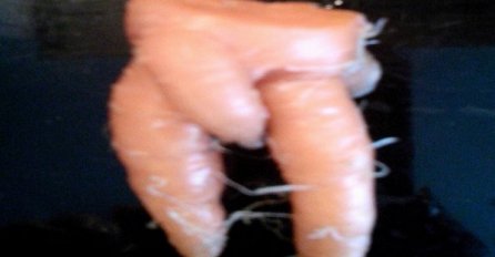 Nećete vjerovati kakve mrkve rastu u njenoj bašti! Prave 'bezobraznice'!