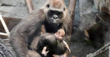 Srceparajuća priča o gorili koja danima nosi mrtvo mladunče u nadi da će ga probuditi.