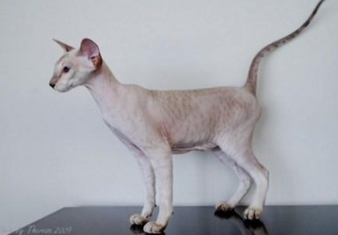 5 najskupljih vrsti mačaka 