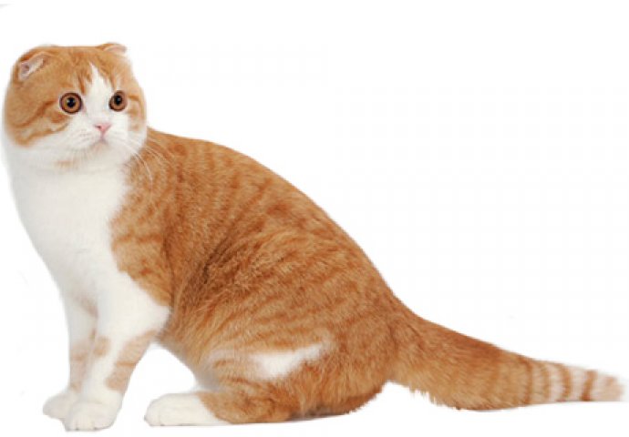 5 najskupljih vrsti mačaka 