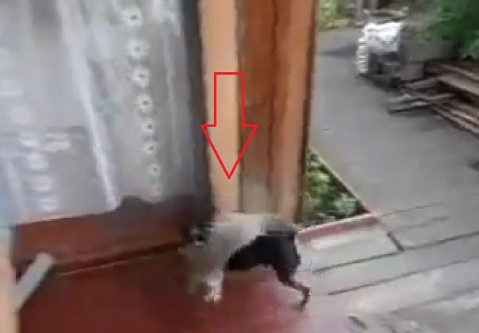 Lijena mačka koristi psa kao prevozno sredstvo! (VIDEO)