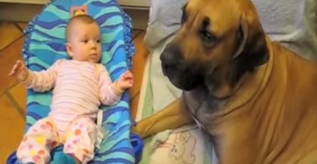 Beba je kihnula pogledajte kako joj je pas obrisao nos! (VIDEO)