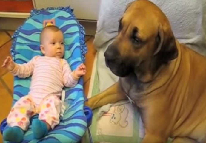 Beba je kihnula pogledajte kako joj je pas obrisao nos! (VIDEO)