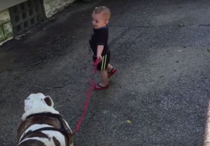 Maleni dječak je pokušao povesti psa u šetnju, ali mu ne polazi za rukom (VIDEO)