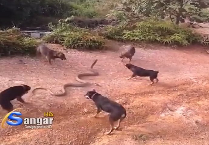 Pet ljutih pasa u žestokoj borbi protiv smrtonosne zmije (VIDEO)