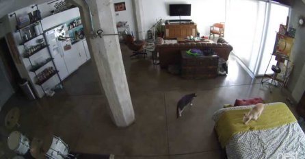 (VIDEO) Otišli su na posao i ostavili psa i mačku u stanu, a kad su pogledali snimak...