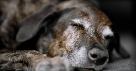 "Ne mogu oprostiti sebi ono što sam uradila svom psu"