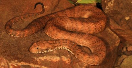 Ako se bojite otrovnih zmija ovo otkriće vam se neće nimalo svidjeti! 