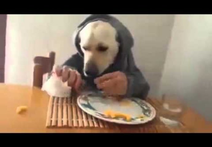 Pas-čovjek: Ovaj će vas pas nasmijati do suza (VIDEO) 