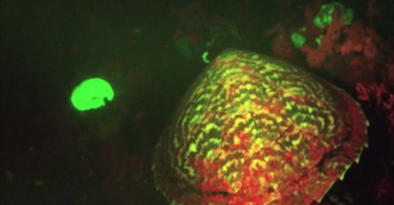 ČUDO U DUBINAMA PACIFIKA: Otkrivena posebna vrsta kornjače!