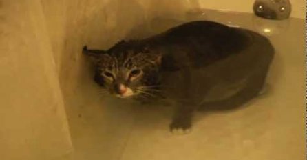 (VIDEO) Neko baš i ne voli da se kupa: Ovako izgleda kad mačka mjauče pod vodom!