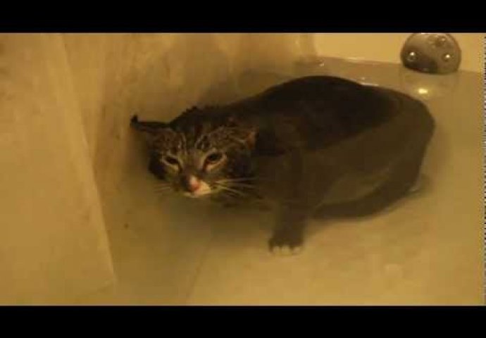 (VIDEO) Neko baš i ne voli da se kupa: Ovako izgleda kad mačka mjauče pod vodom!