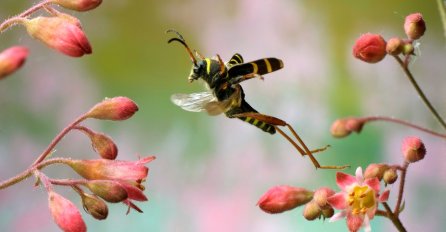 Ugriz ovog insekta može izliječiti opaku bolest! 