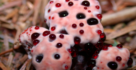 Velika čuda prirode: Ovim biljkama rijetko ko smije prići!