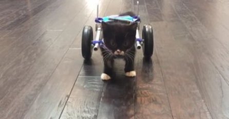 (VIDEO) Nema noge, ali ima lavlje srce: Kasidi pravi prve korake u invalidskim kolicima