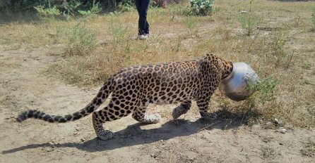 Samo se htio napiti vode, a na kraju je to skupo platio! (VIDEO) 