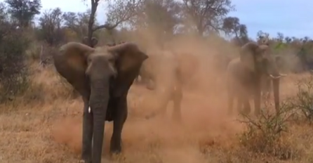 Pogledajte šta je ljutiti slon u stanju učiniti (VIDEO)