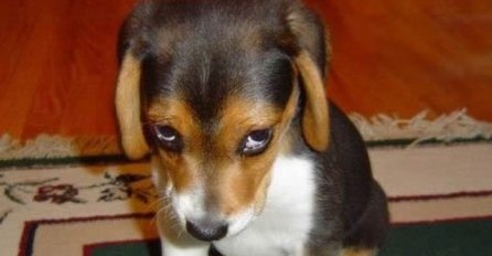 (VIDEO) Napravili nered: Ovako psi izgledaju kada se posrame 