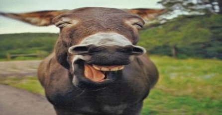 Ovo su najsretnije životinje na svijetu ili bar tako izgledaju, pogledajte fotografije!