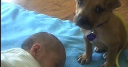 Video koji je raznježio milione: Iako je i on pospan, psić vjerno čuva bebu dok spava
