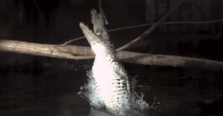 Pogledajte smrtonosne životinjske napade u slow-motionu (VIDEO)