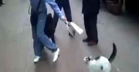 Na komandu gazde ovaj hrabri mačak napada psa (VIDEO)