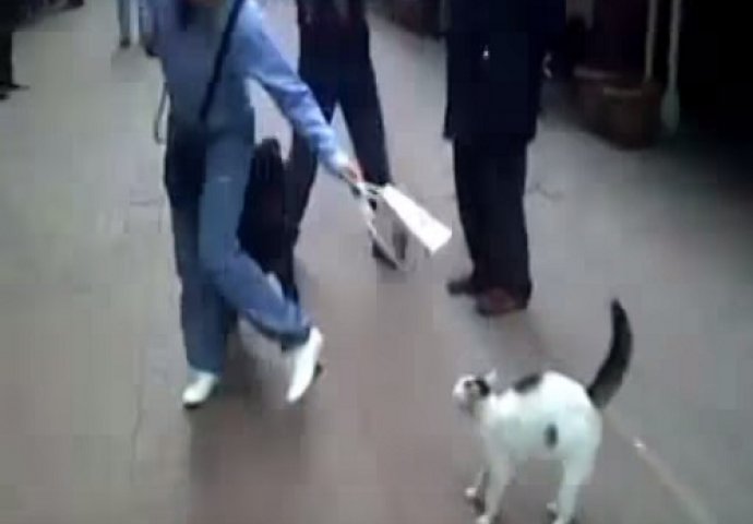 Na komandu gazde ovaj hrabri mačak napada psa (VIDEO)