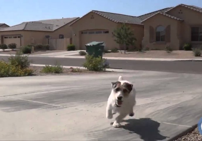 Pravi genije: Ono što radi ovaj pas je nevjerovatno (VIDEO) 