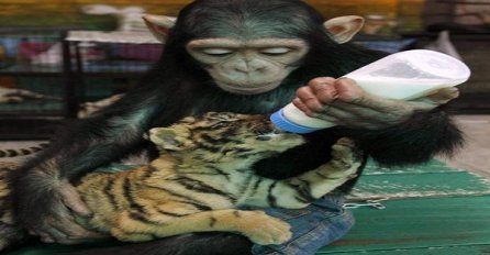 Prijateljstva za koja smo mislili da su nemoguća