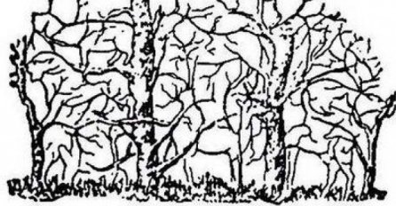 POTRUDITE SE: U ovom drveću je kriveno 8 životinja, možete li ih pronaći?