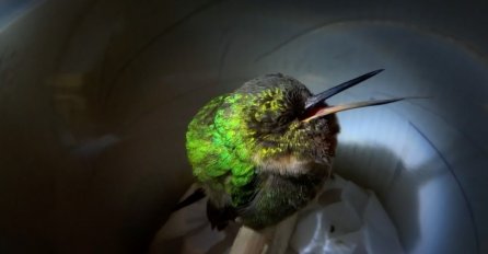 (VIDEO) Nešto najslađe što ćete danas vidjeti: Maleni kolibri tako slatko hrče da će vas naprosto oduševiti