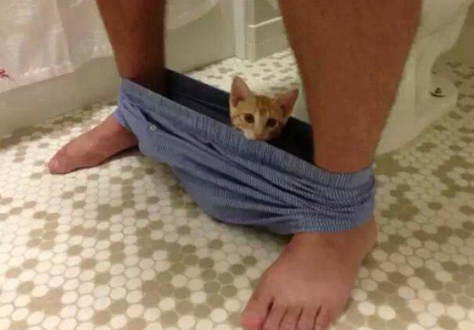 Ljubimci koji nimalo ne poštuju privatni prostor svojih vlasnika (FOTO)