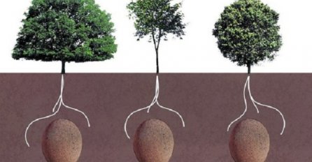 ''Šume sjećanja'' :  Kapsule za ukop umrle pretvaraju u stabla