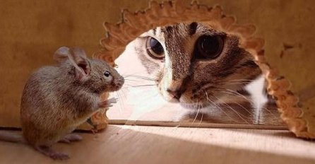 Evo šta se desi kada mačka i miš zamijene uloge! (VIDEO) 