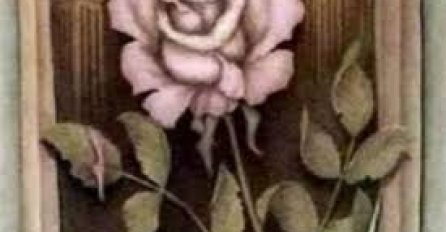  Izgleda kao slika ruže, ali pogledajte što se tu još krije