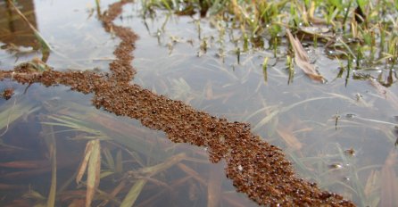 Oduševit ćete se:  Mravi demonstrirali jedinstvo tokom poplave (VIDEO) 