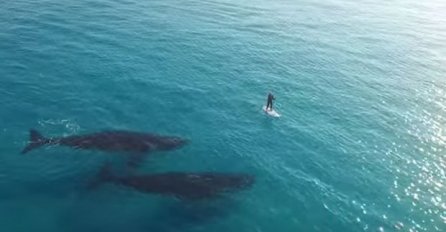 Surferu u susret plivala dva kita, a onda se desilo ovo! (VIDEO) 
