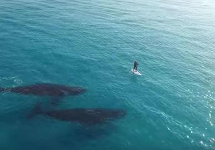 Surferu u susret plivala dva kita, a onda se desilo ovo! (VIDEO) 