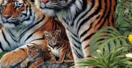 Na slici se nalazi 16 tigrova. Možete li da pronađete sve? 