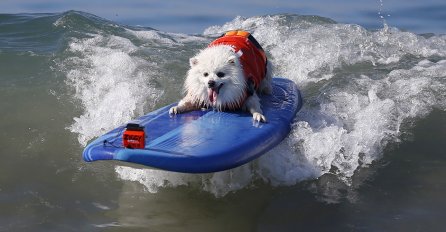 Ovako hrabre i šarmantne surfere još niste vidjeli (FOTO)