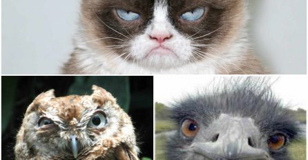 Najluđi snimci životinja: Smijeh do suza zagarantovan!