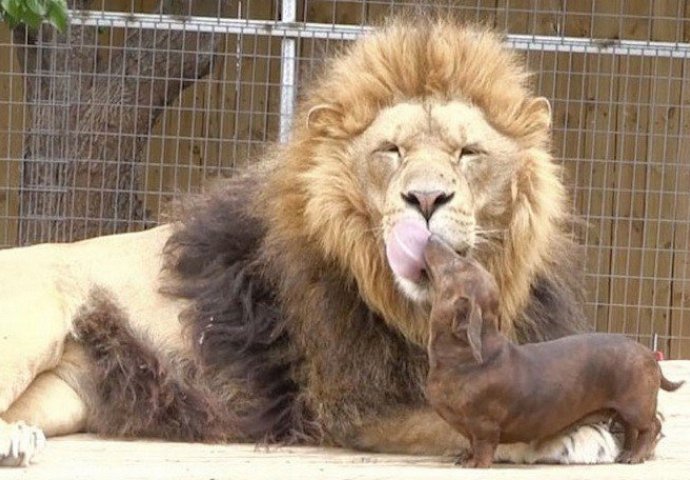 Ova nevjerojatna prijateljstava među životinjama  će vam rastopiti srce (FOTO)